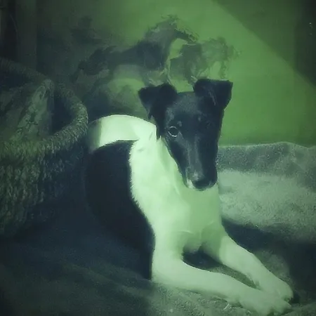 Region Esslingen - Naehe Messe - Flughafen - Stuttgart - Wohnen Und Arbeiten Auf Zeit In 120m2 Wohlfuehlatmosphaere - Ab 3 Uebernachtungen - Geeignet Fuer 4 Pers Incl - Beistellbett Moeglich - Und Tiere Willkommen - Garage F * Altbach