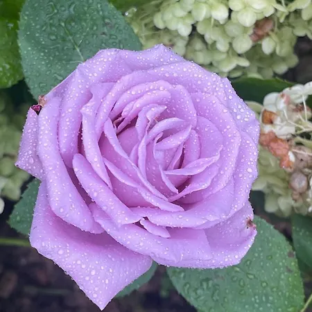 Region Esslingen - Naehe Messe - Flughafen - Stuttgart - Wohnen Und Arbeiten Auf Zeit In 120m2 Wohlfuehlatmosphaere - Ab 3 Uebernachtungen - Geeignet Fuer 4 Pers Incl - Beistellbett Moeglich - Und Tiere Willkommen - Garage F شقة Altbach